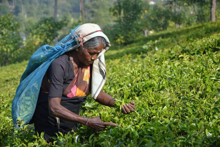Nuwera eliya