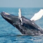 whale watching
